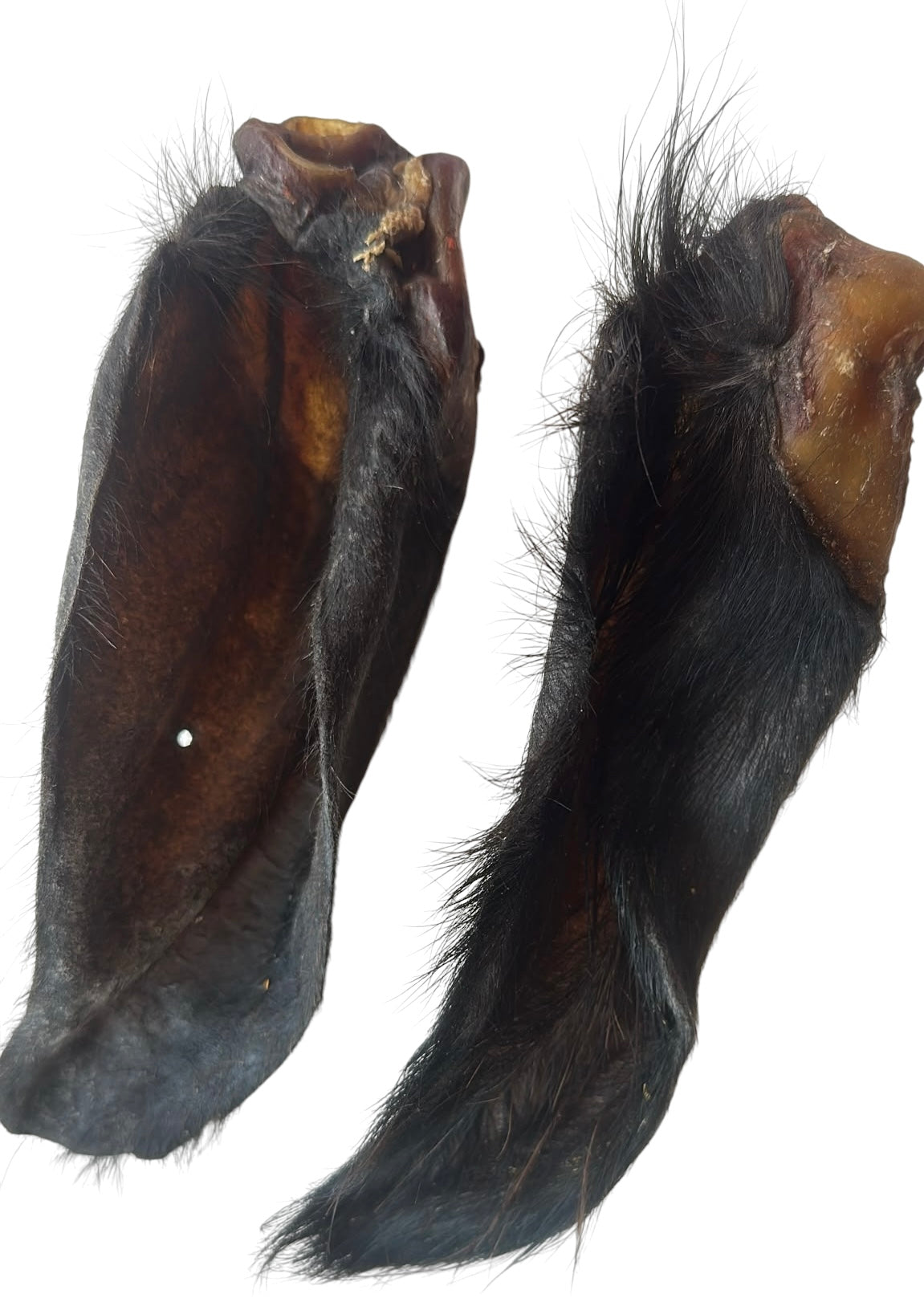 Hairy Buffalo Ears